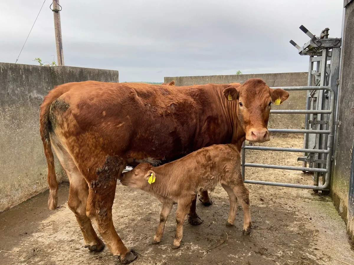 Limousin Cows with Calves at Foot - Image 4