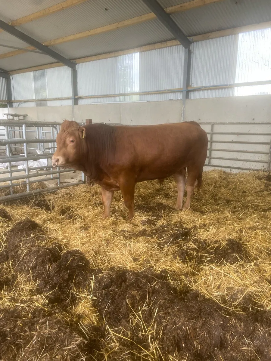 PB LIMOUSINE BULL - Image 2