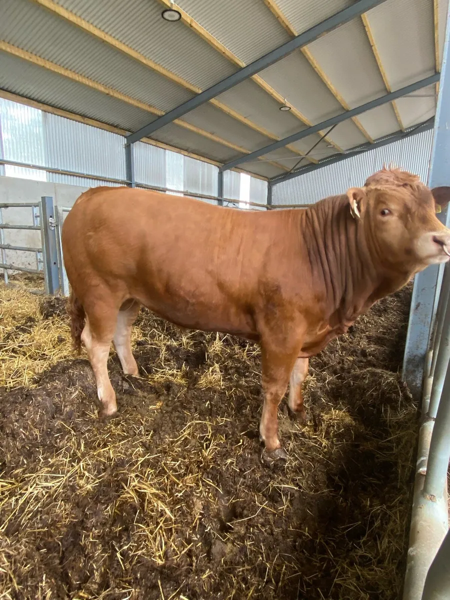PB LIMOUSINE BULL - Image 1