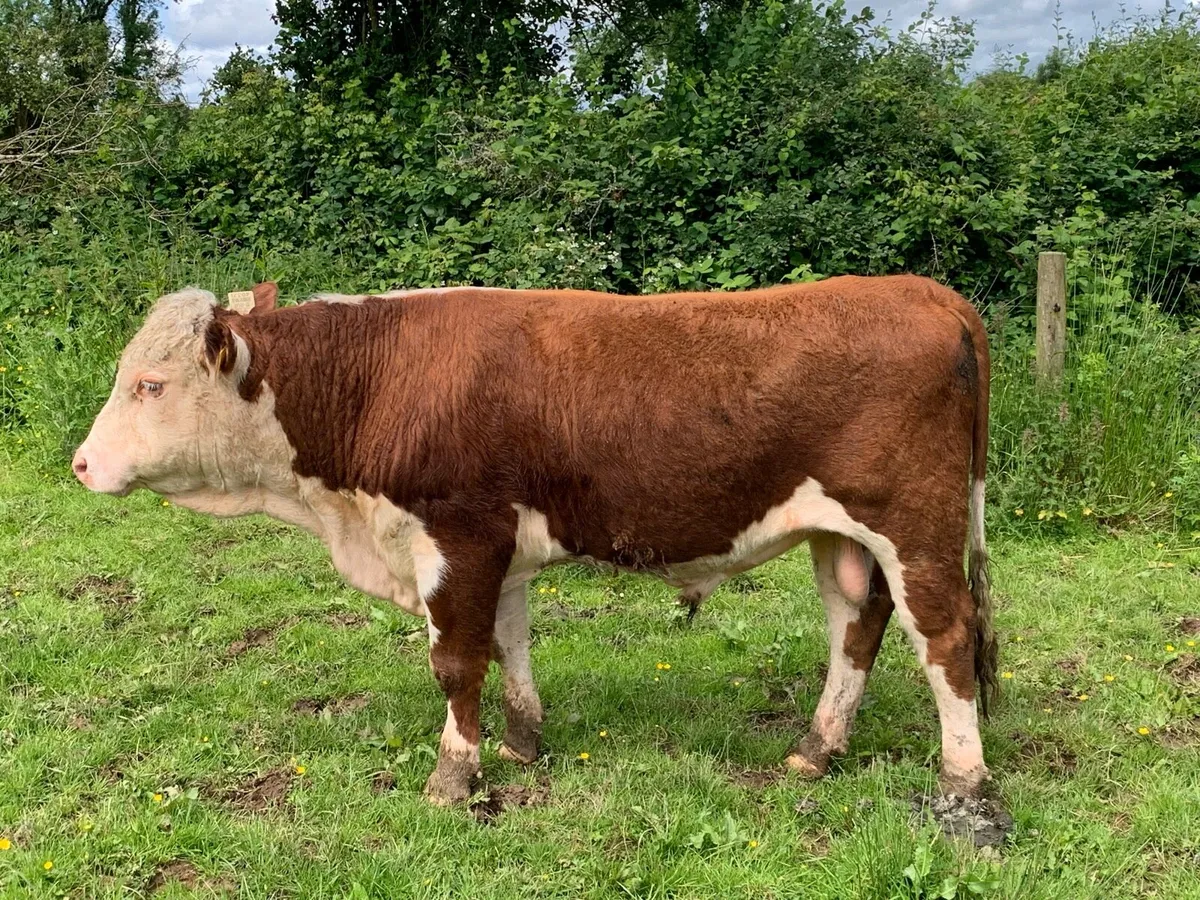 PB herford bull - Image 1