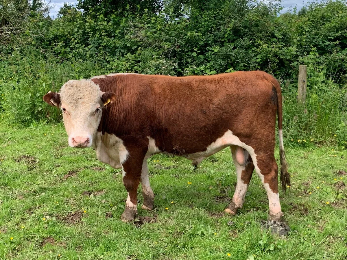 PB herford bull - Image 2