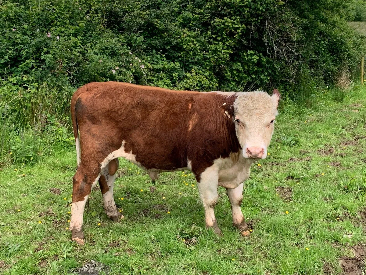 PB herford bull - Image 3