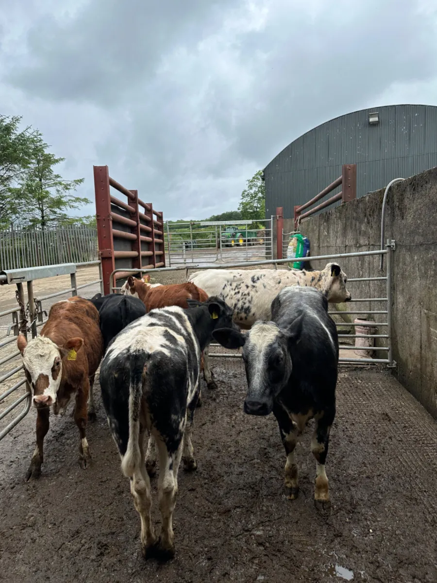 Blue and Hereford heifers - Image 3