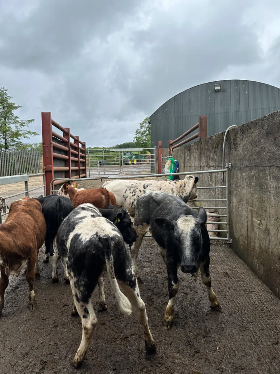 Blue and Hereford heifers - Image 4