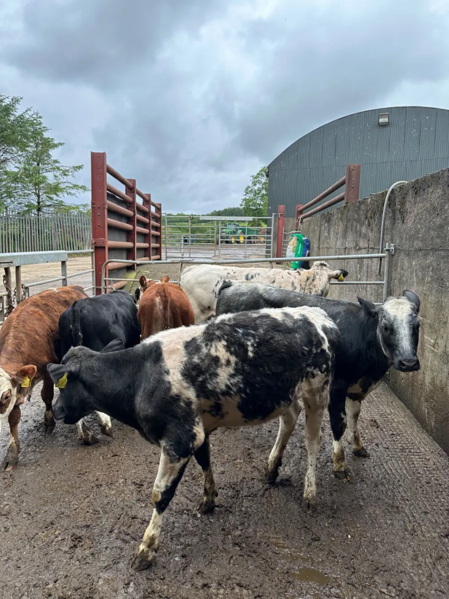 Blue and Hereford heifers - Image 2