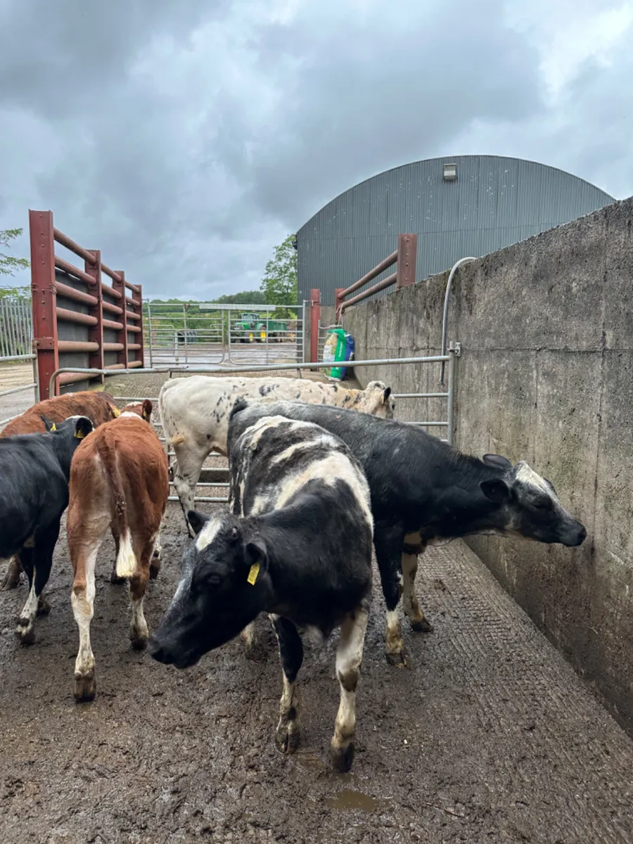 Blue and Hereford heifers - Image 1
