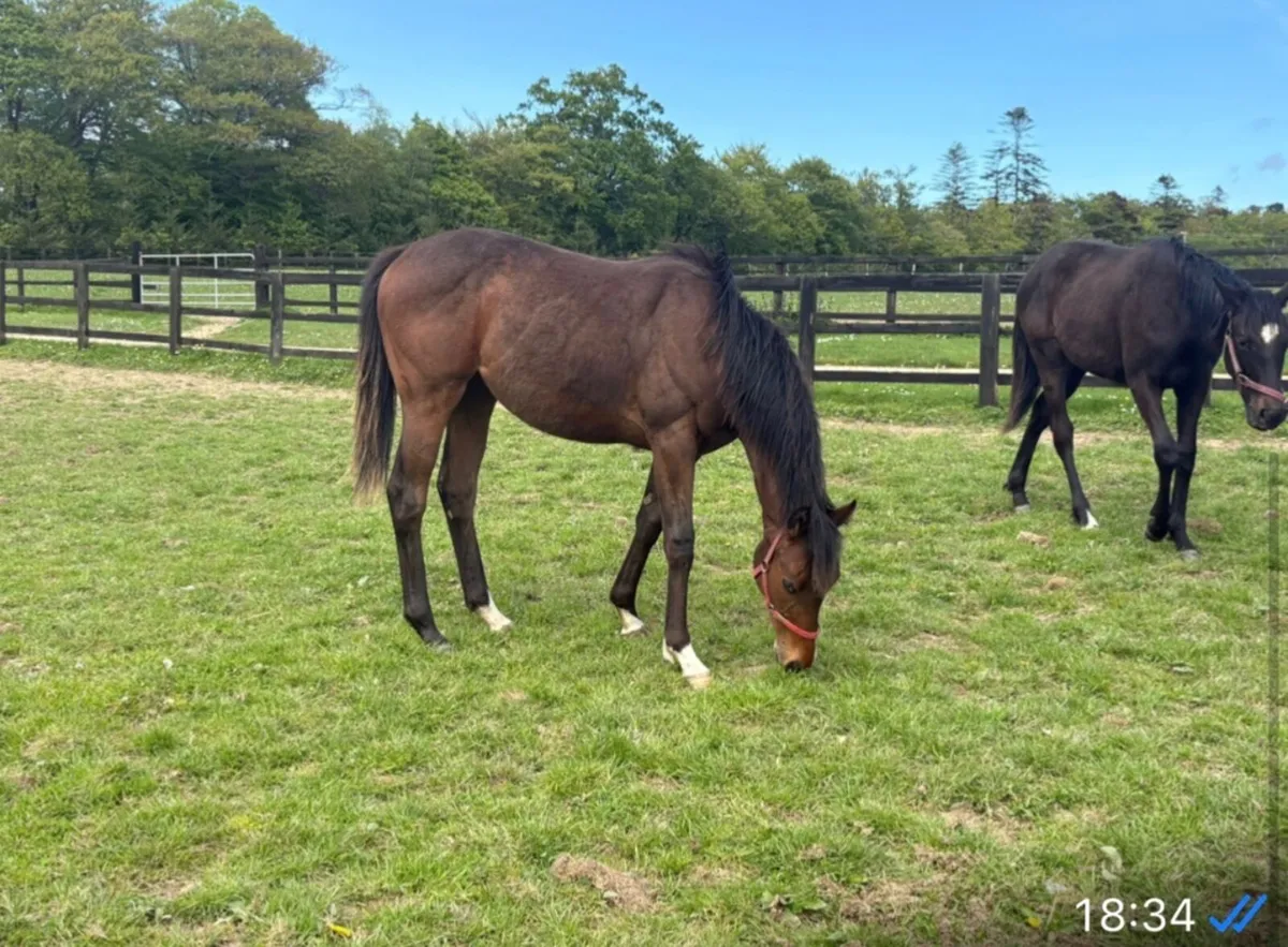 Thoroughbred Yearling Filly - Image 2
