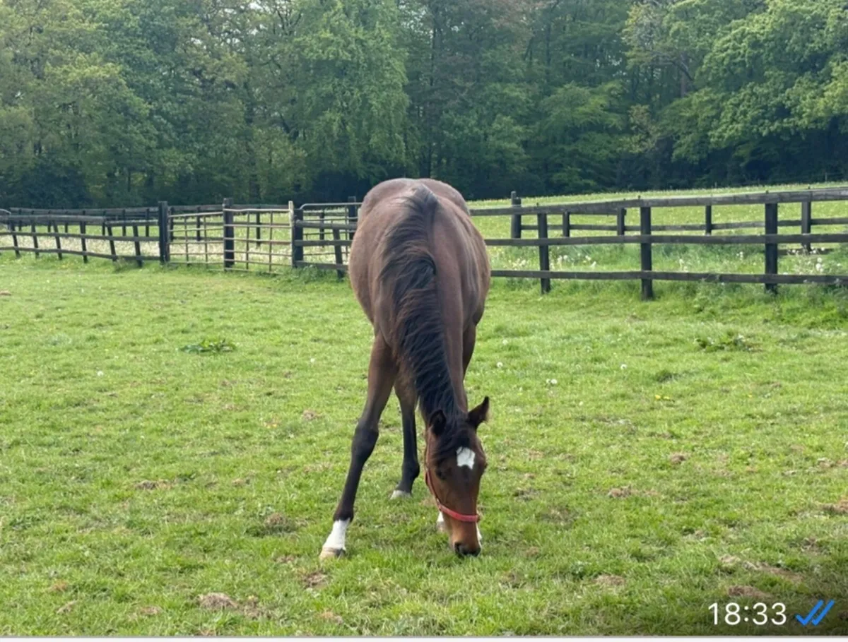 Thoroughbred Yearling Filly - Image 1