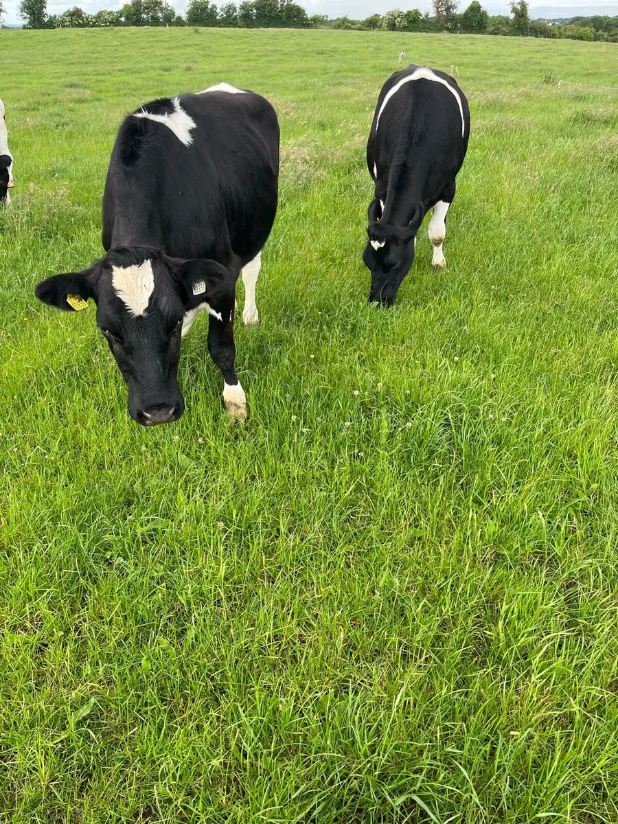 Bullocks - Image 1