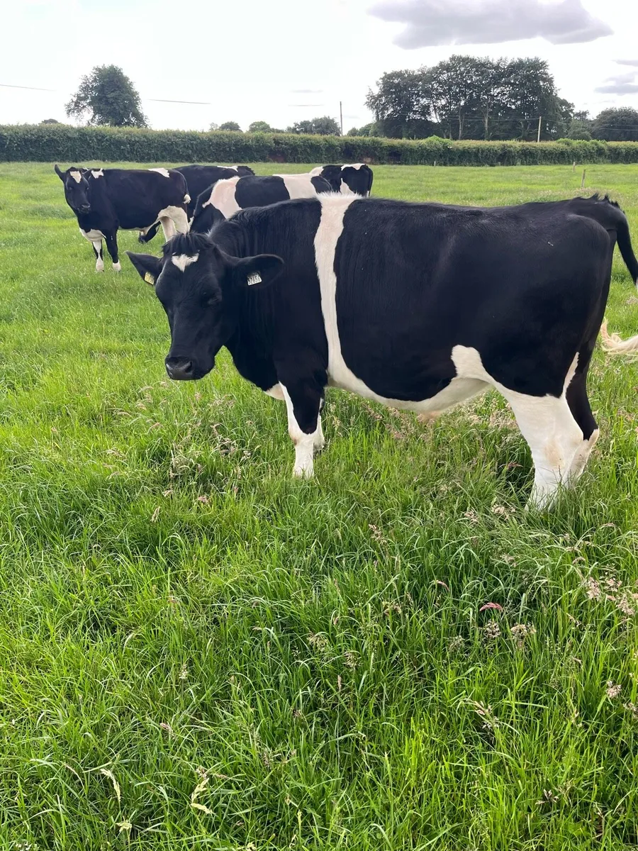 Bullocks - Image 2