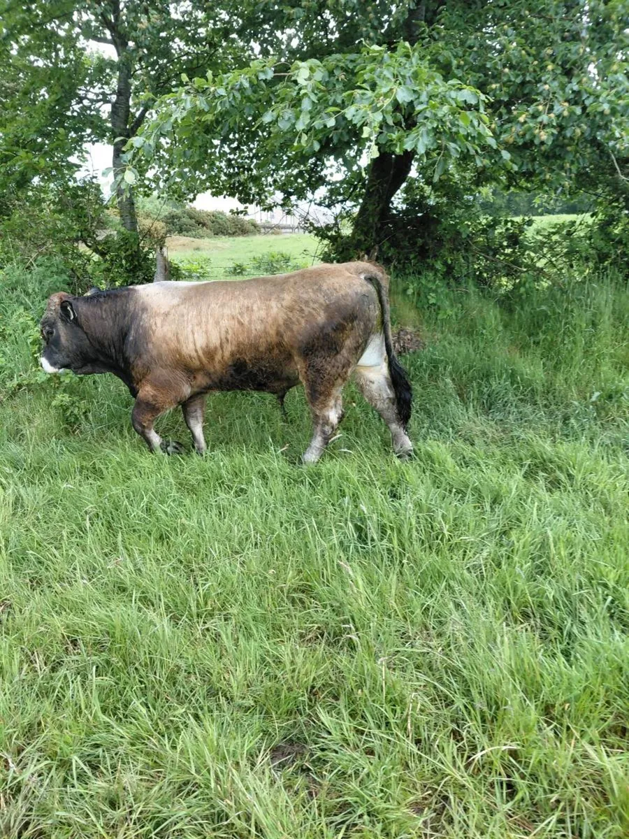 Bull - Image 2