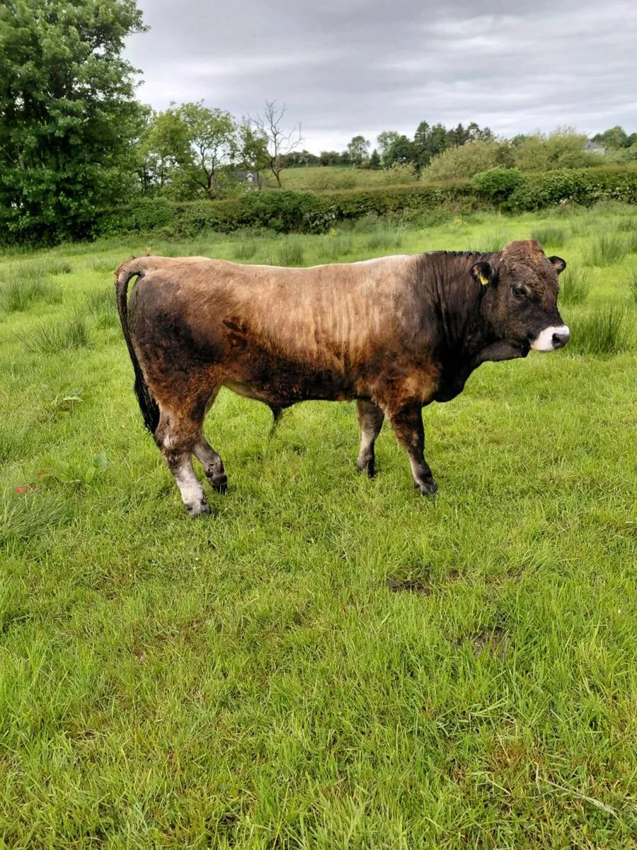 Bull - Image 1