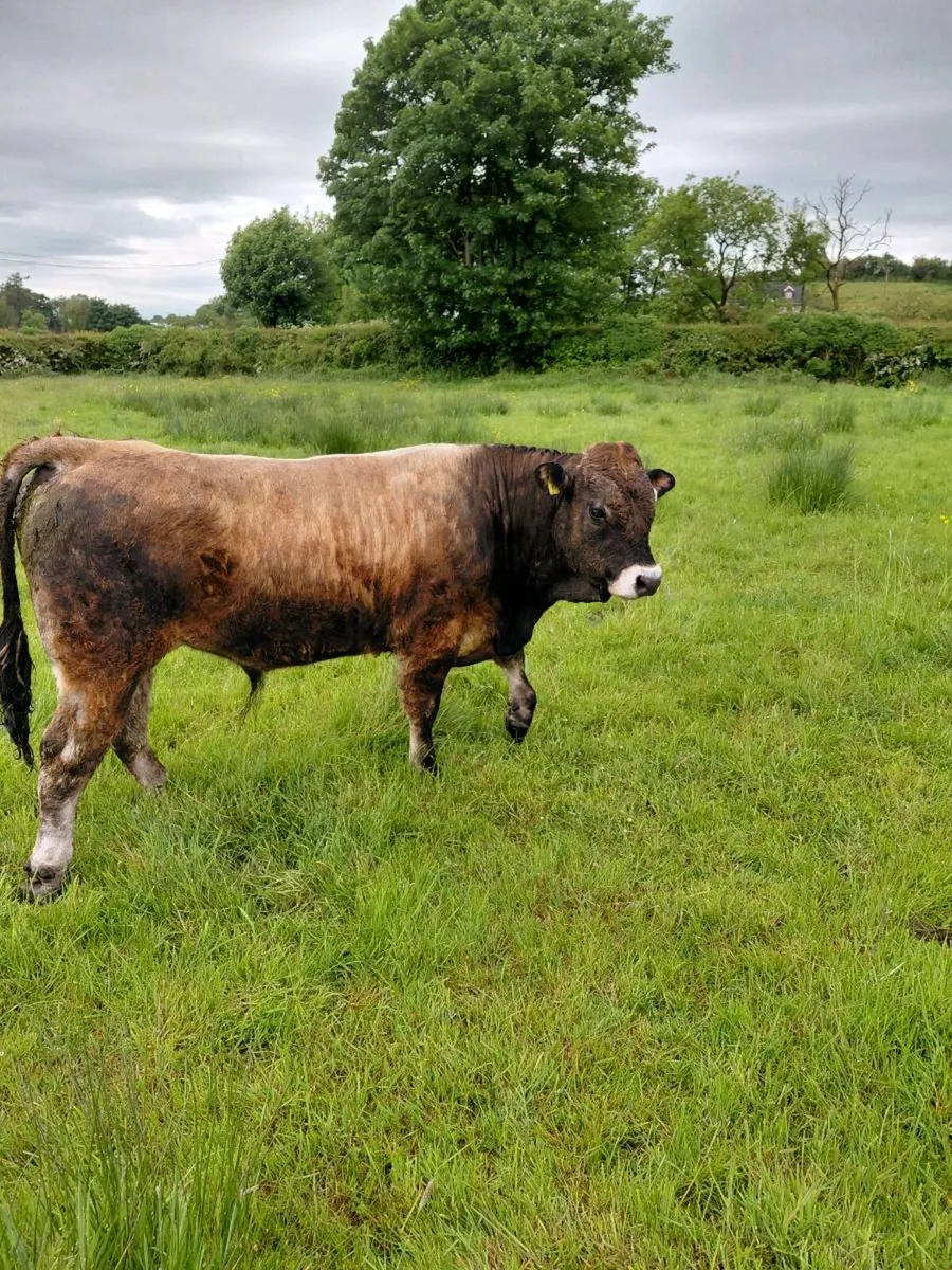 Bull - Image 3