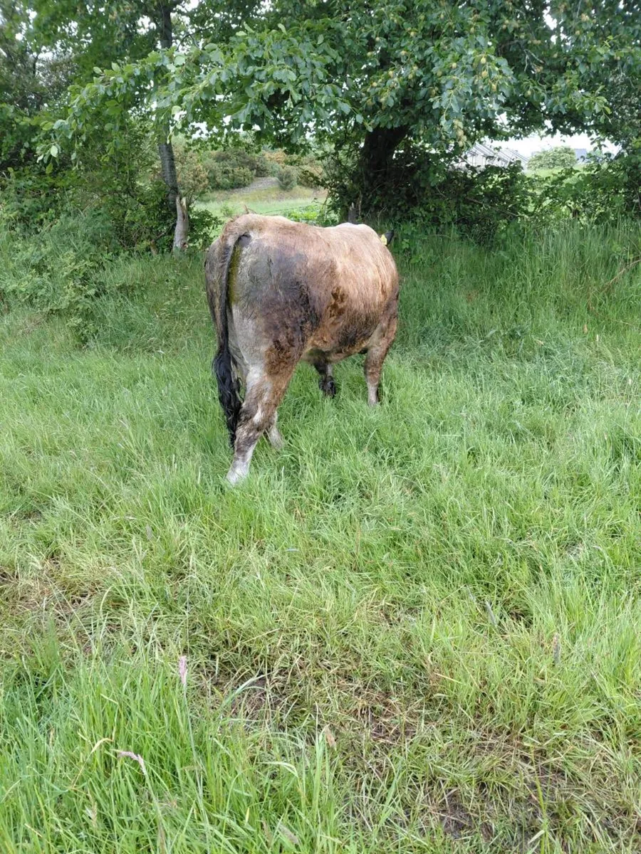 Bull - Image 4