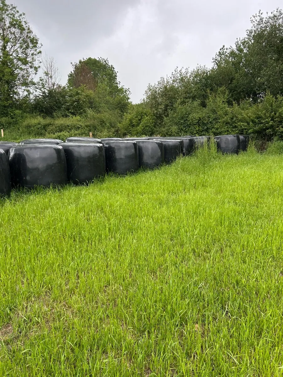 2026 Crop New Grass - Image 2