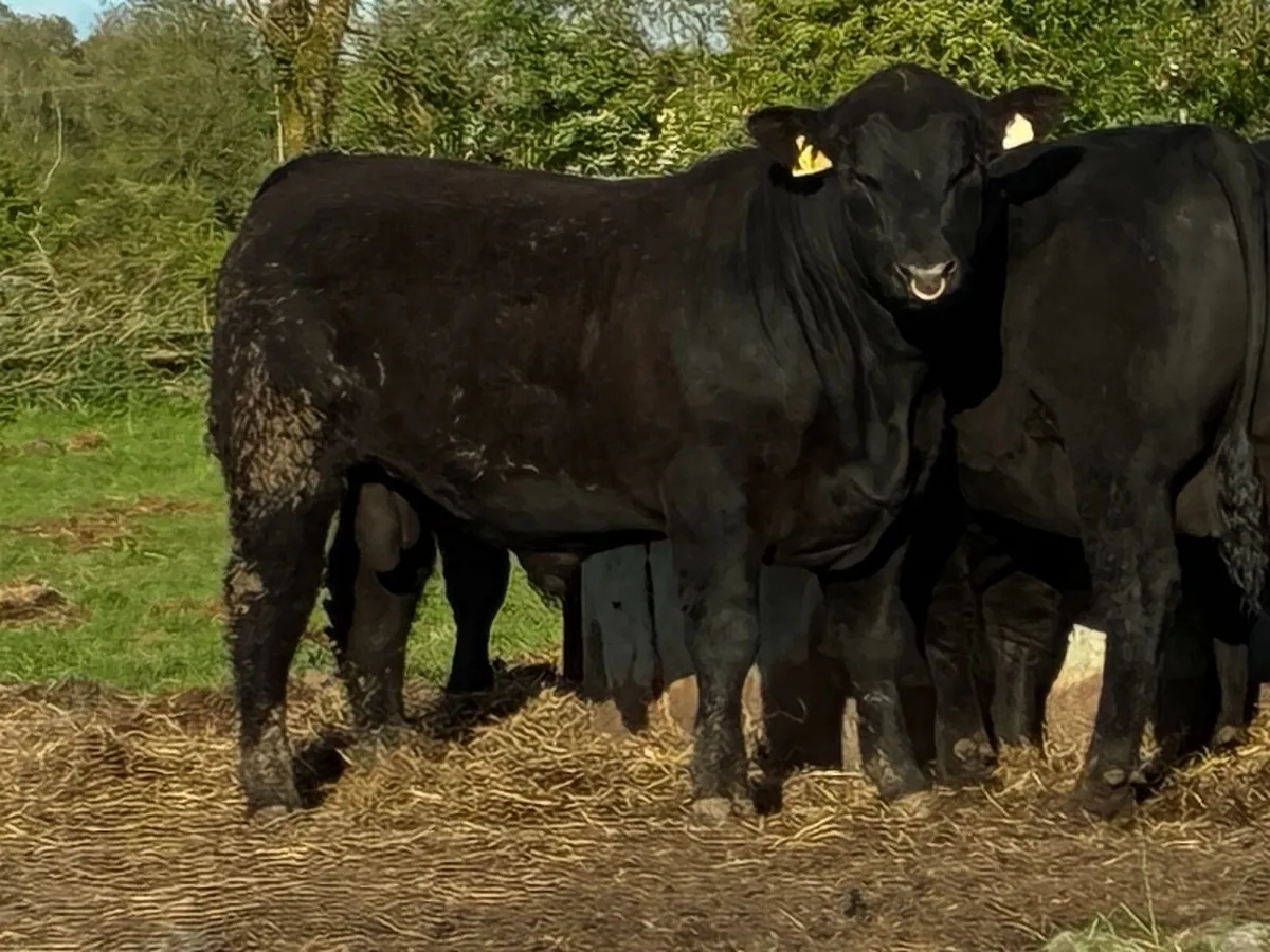 PBR Angus Bulls - Image 1