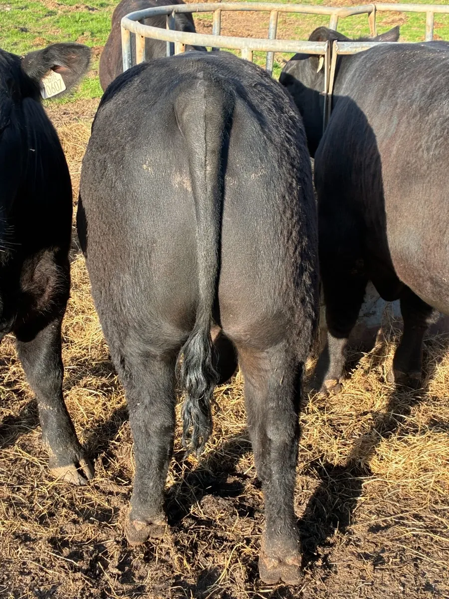 PBR Angus Bulls - Image 2