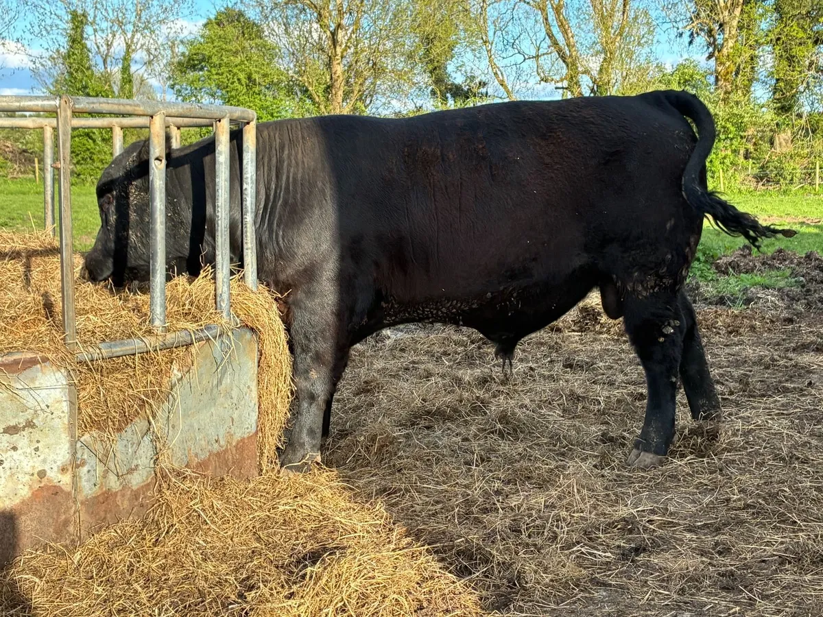 PBR Angus Bulls - Image 3