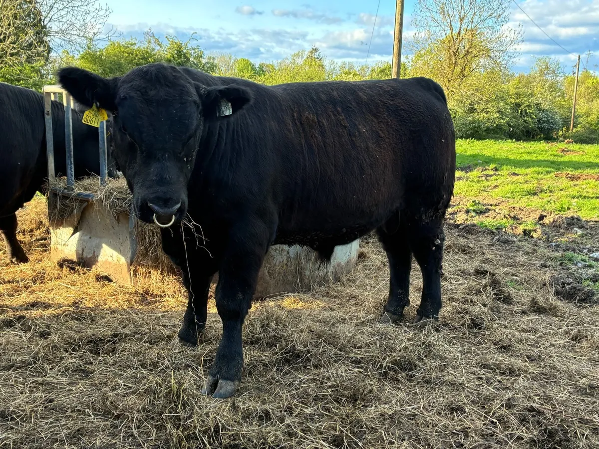 PBR Angus Bulls - Image 4