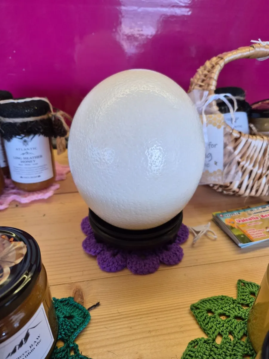 Fresh Irish Ostrich Eggs – Eating & Decorating - Image 2