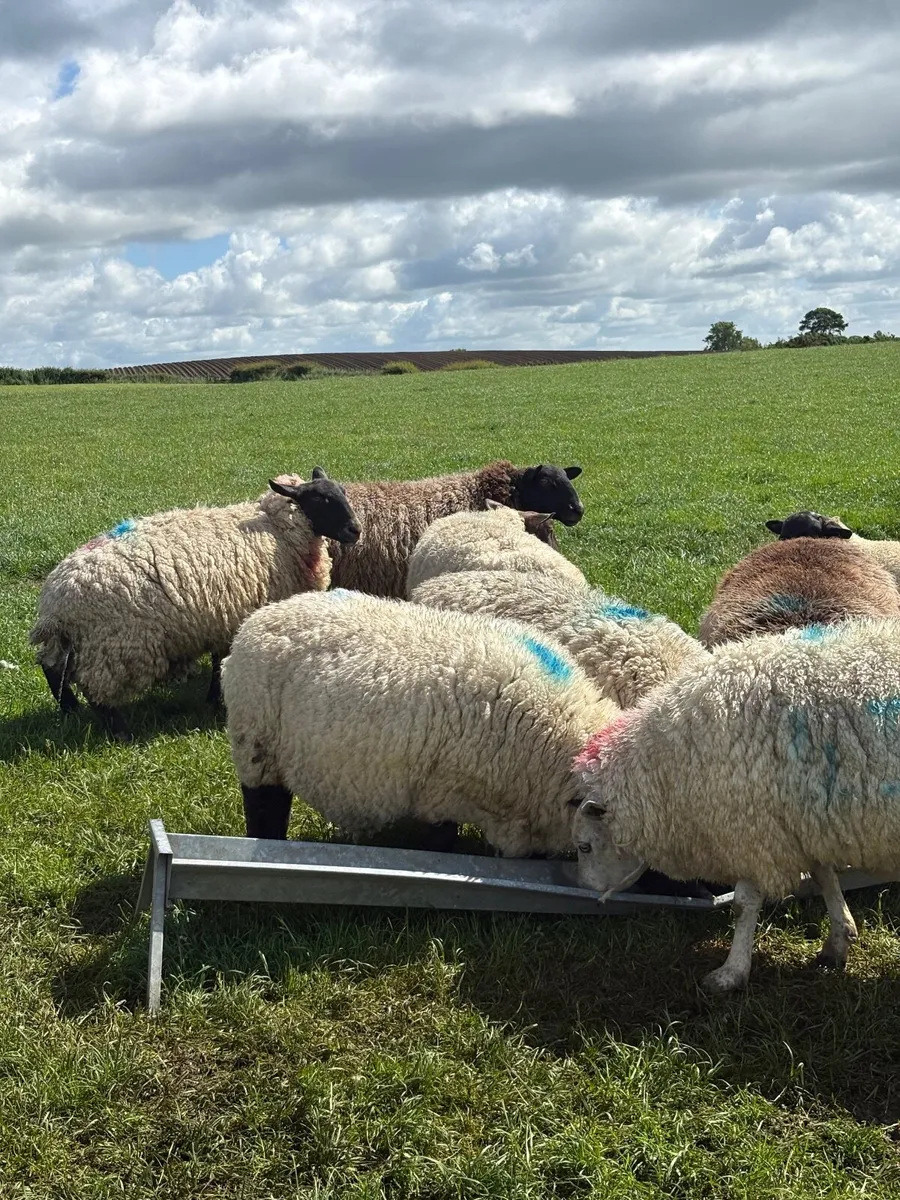 Breeding ewes