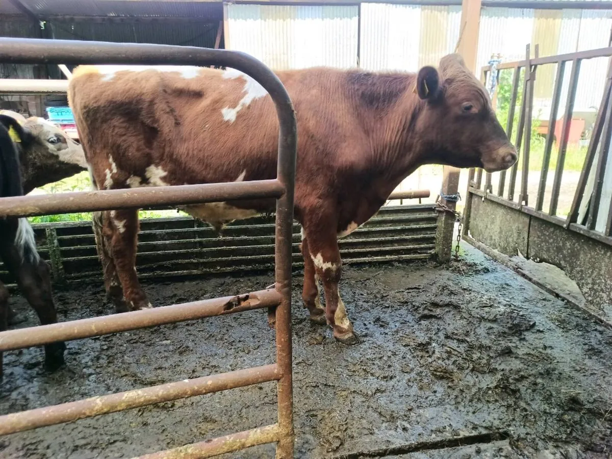 Full symbol Organic dairy shorthorn bull - Image 3