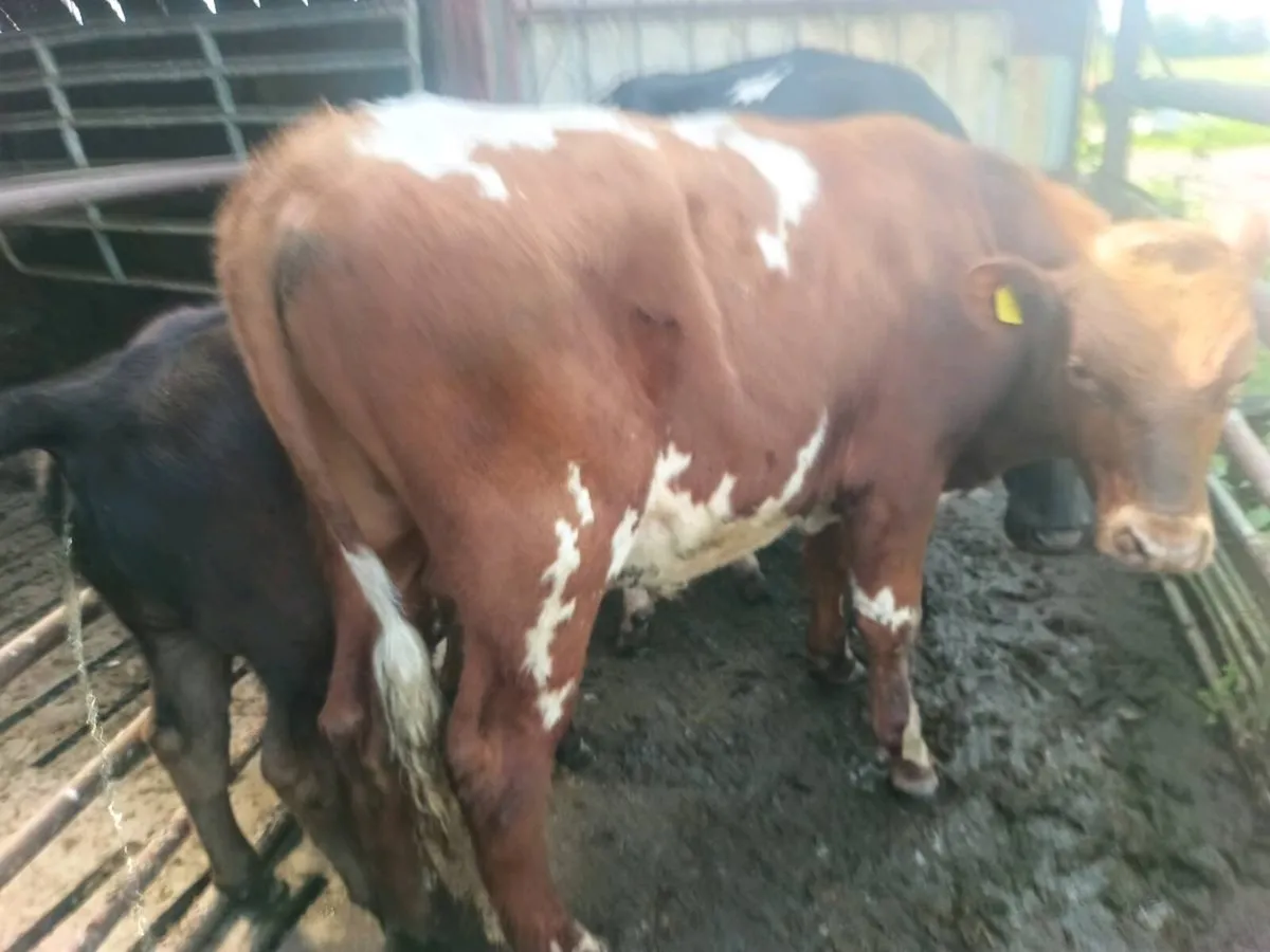 Full symbol Organic dairy shorthorn bull - Image 4