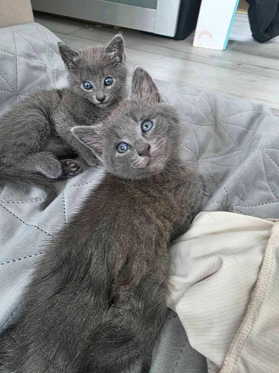 Kittens - Image 3