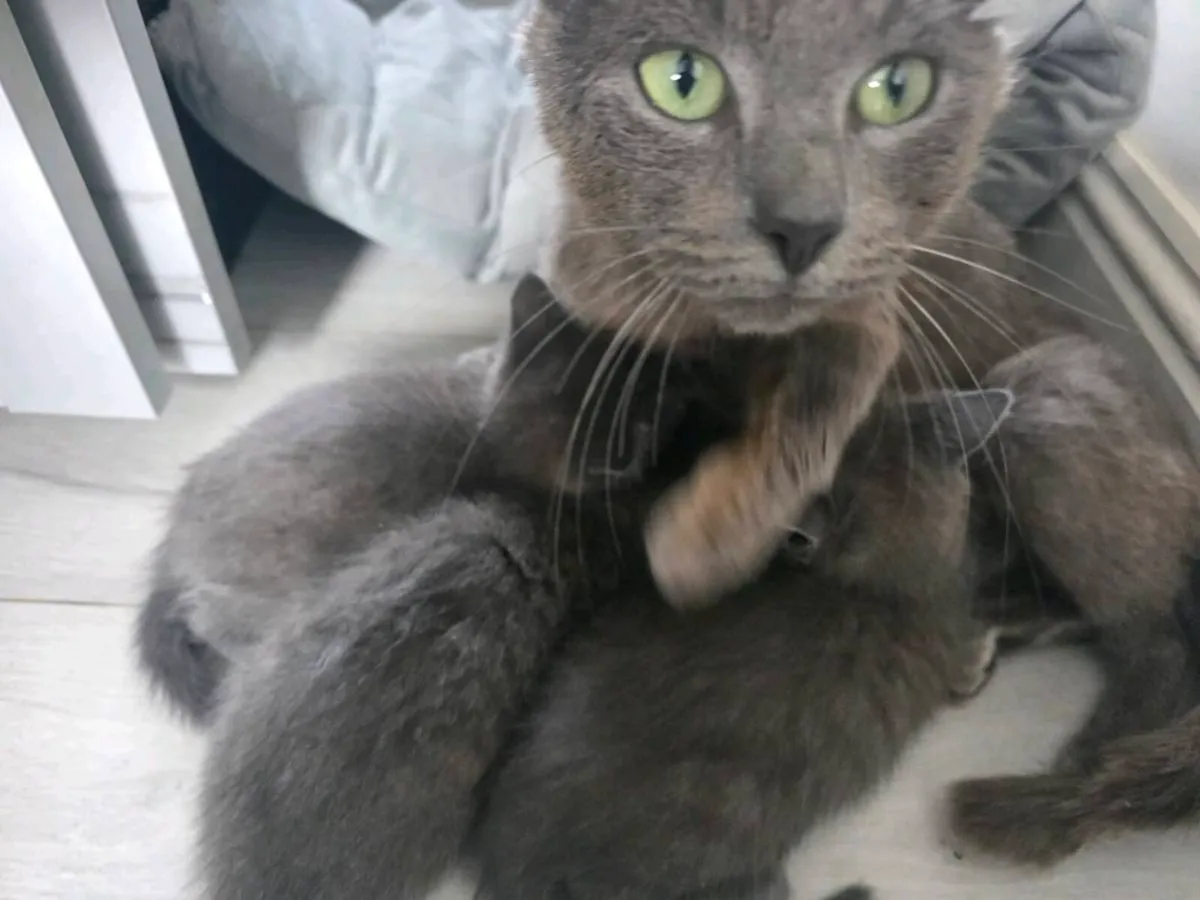 Kittens - Image 4