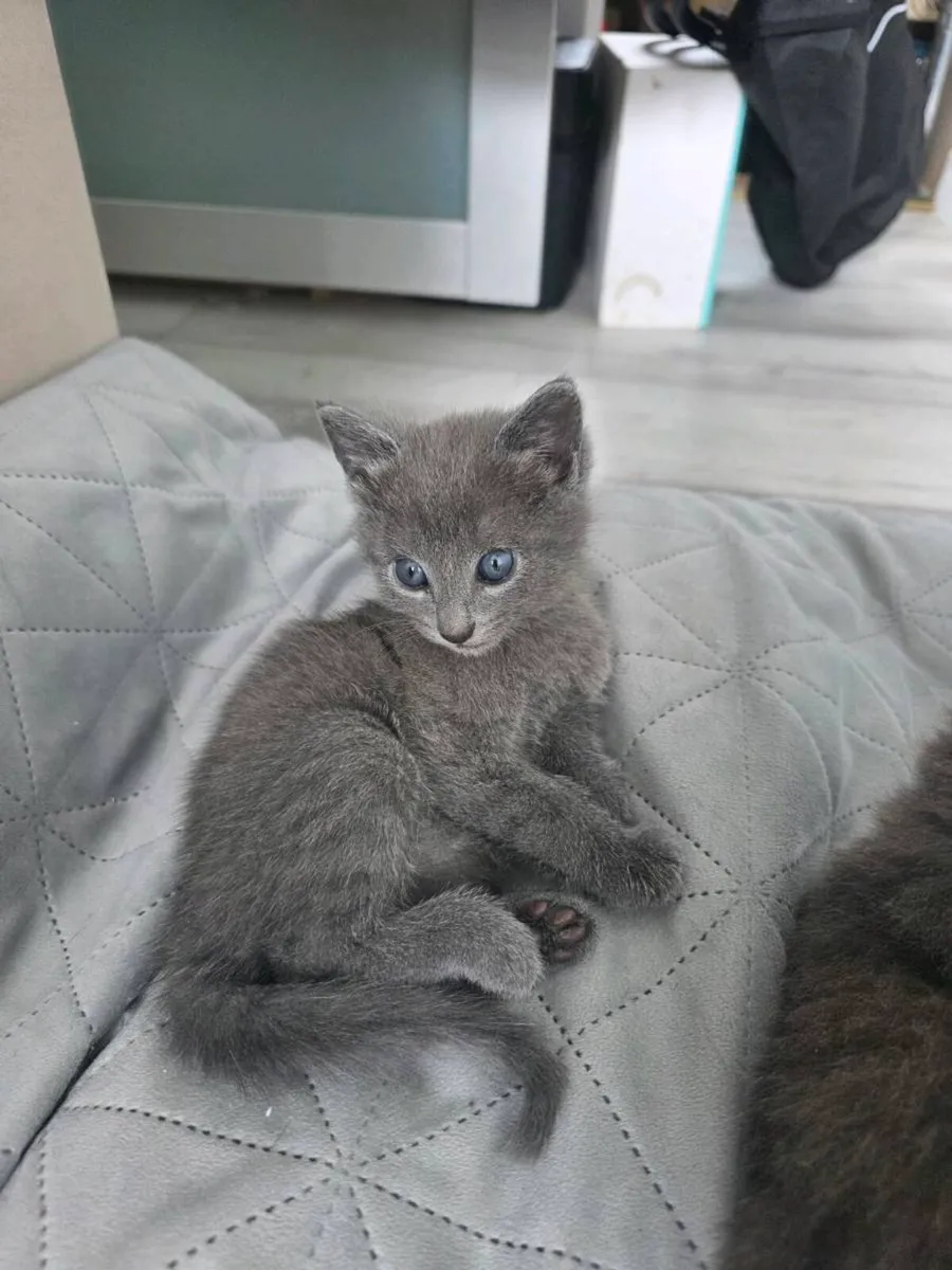 Kittens - Image 1
