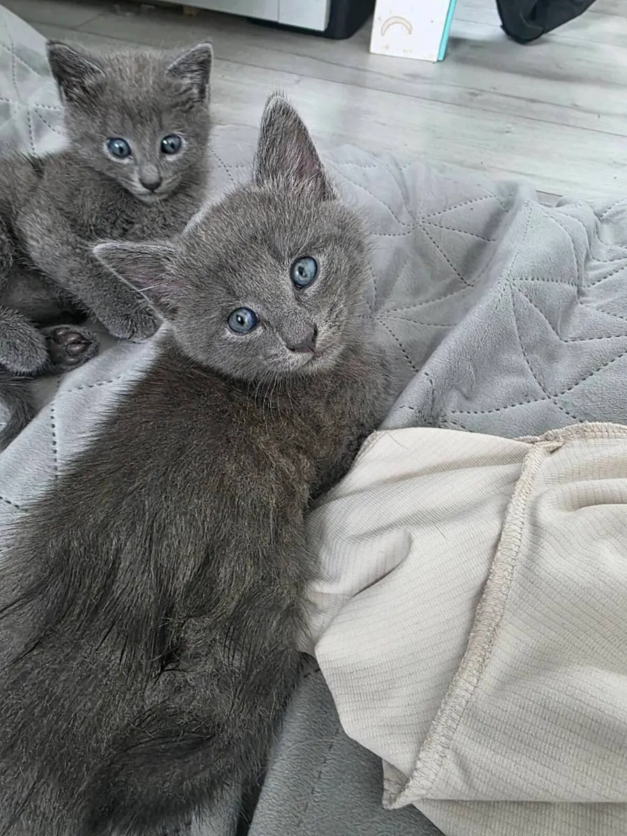 Kittens - Image 2