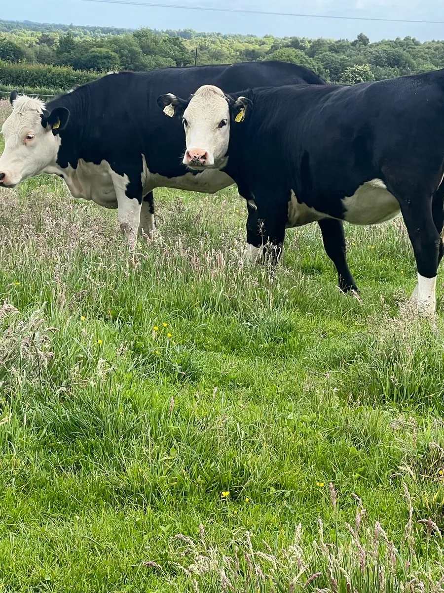 9 nice white head heifers - Image 4