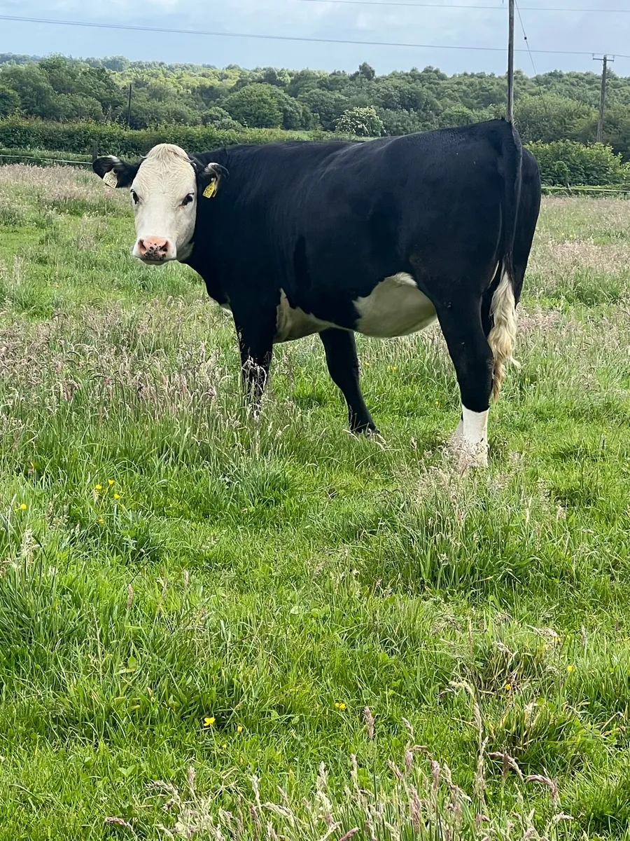 9 nice white head heifers - Image 1