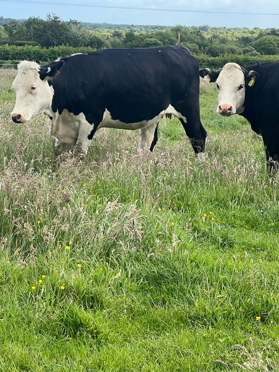 9 nice white head heifers - Image 2