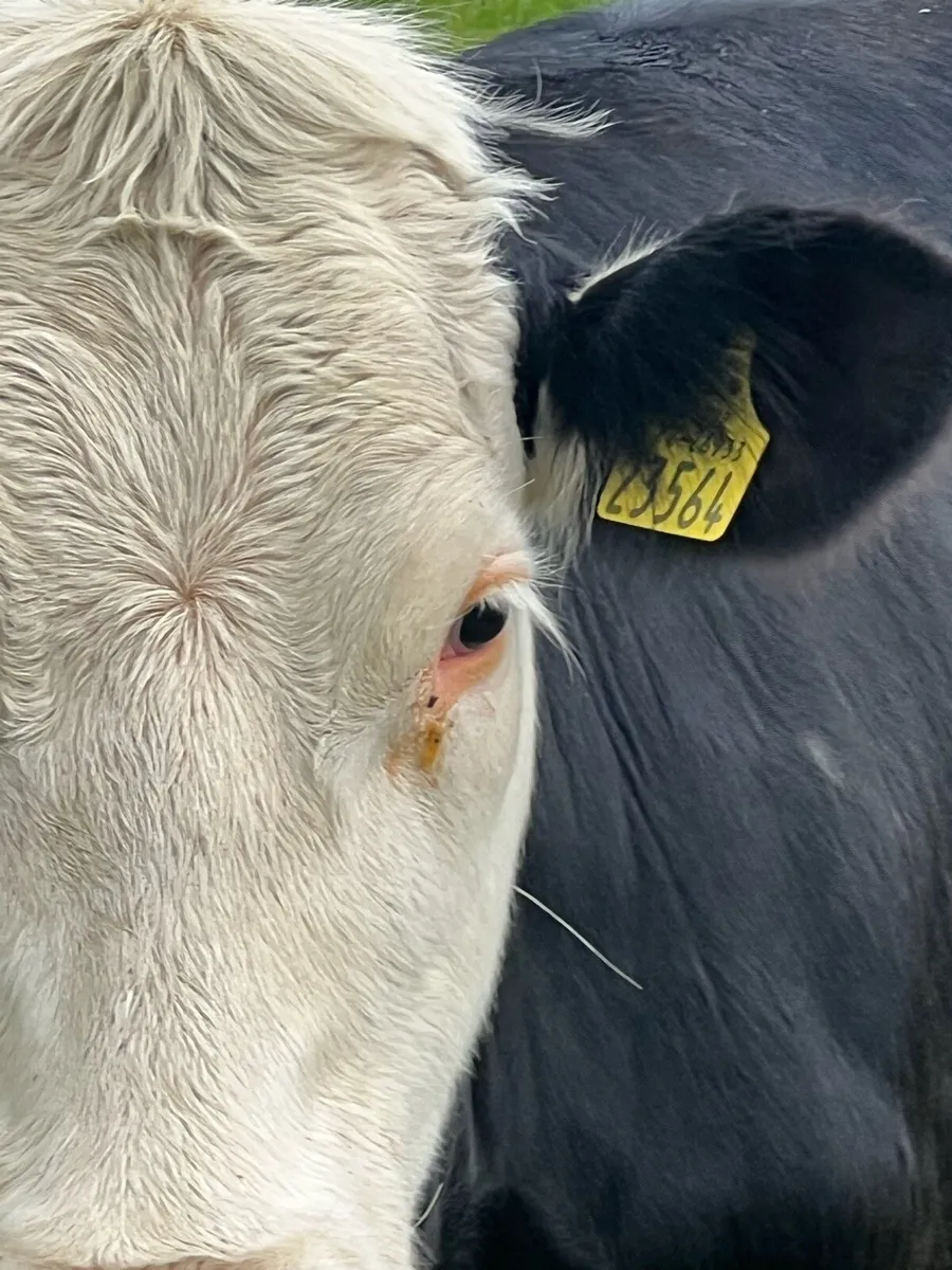 9 nice white head heifers - Image 3