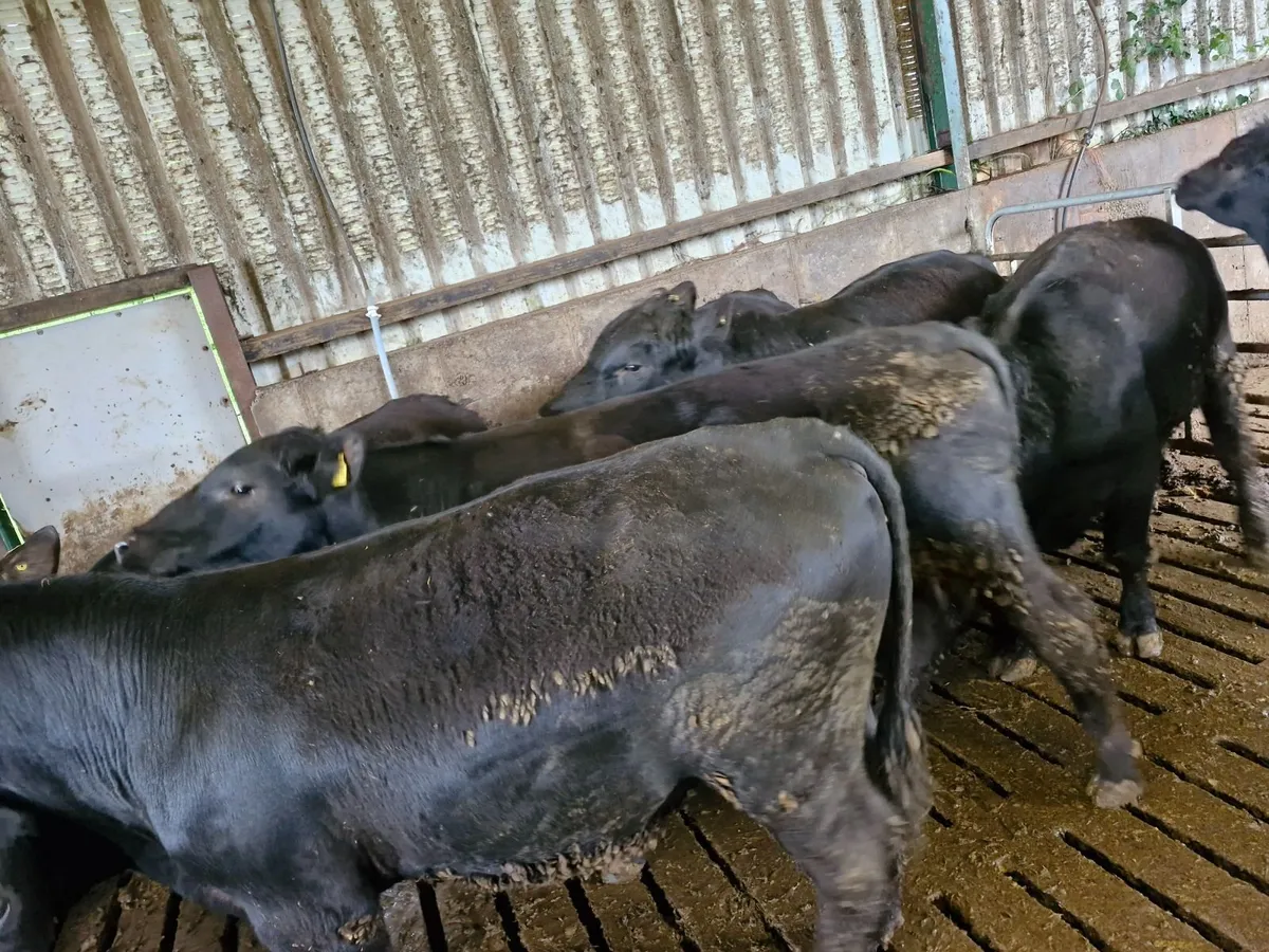 Bulls Aberdeen Angus - Image 2