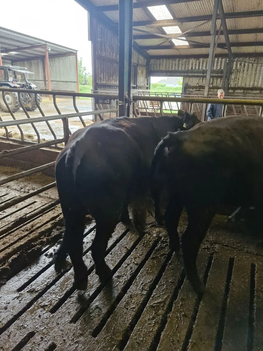 Bulls Aberdeen Angus - Image 3