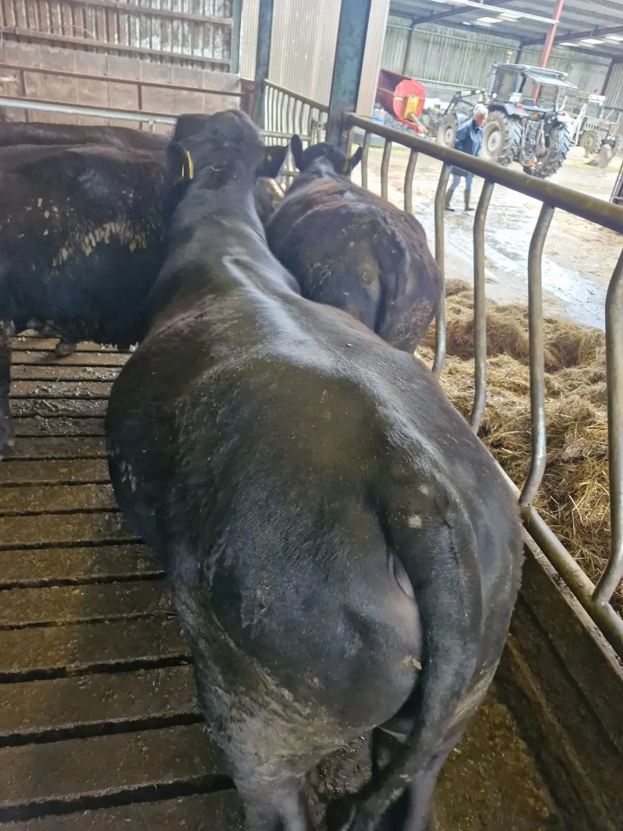 Bulls Aberdeen Angus - Image 1