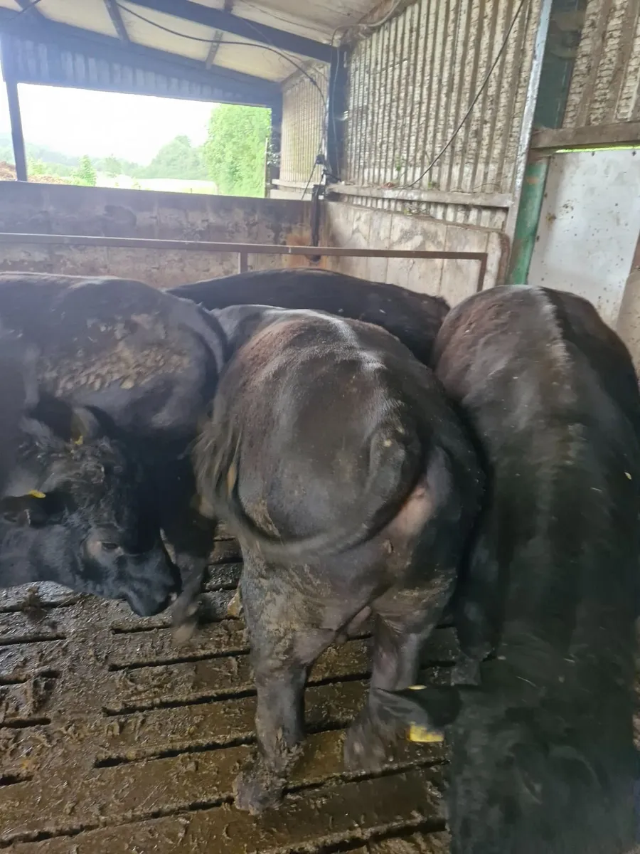 Bulls Aberdeen Angus - Image 4