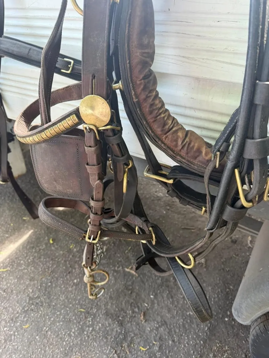 Driving harness for sale - Image 4