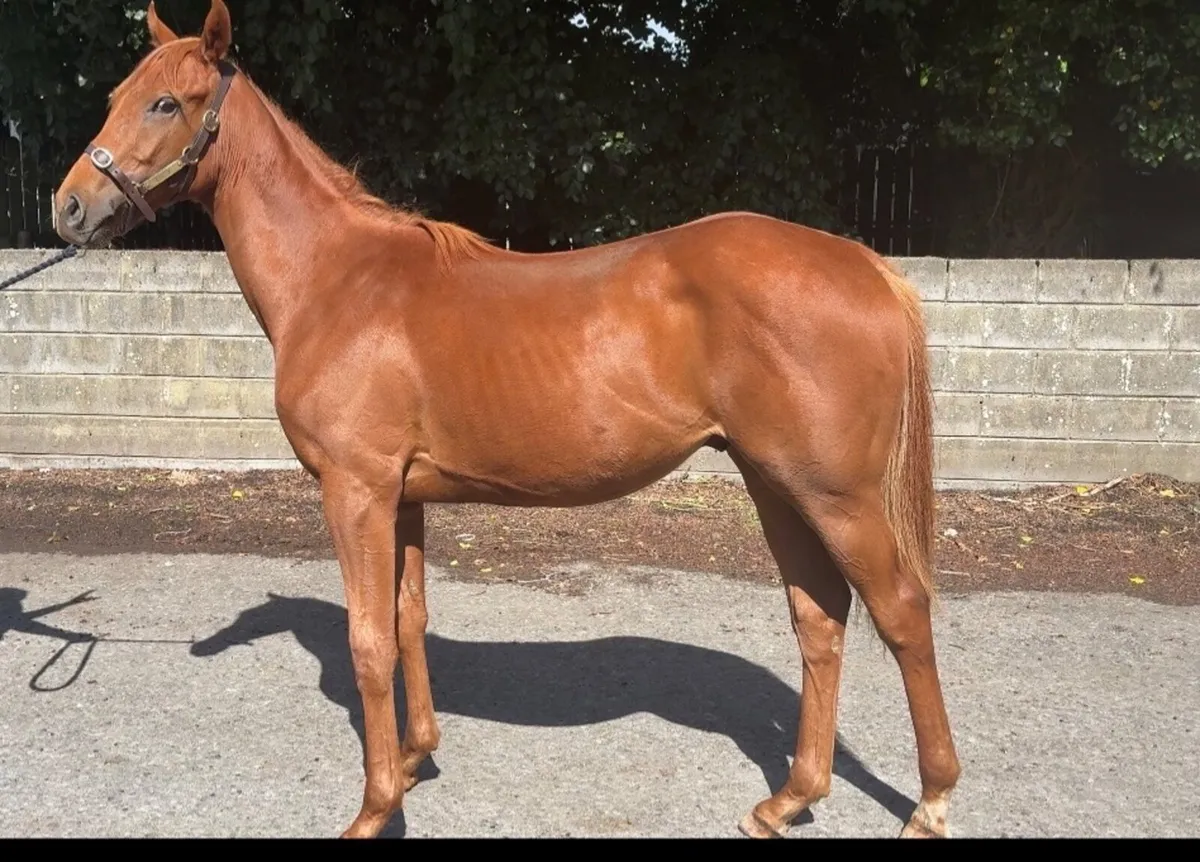 Yearling Colt TB - Image 1