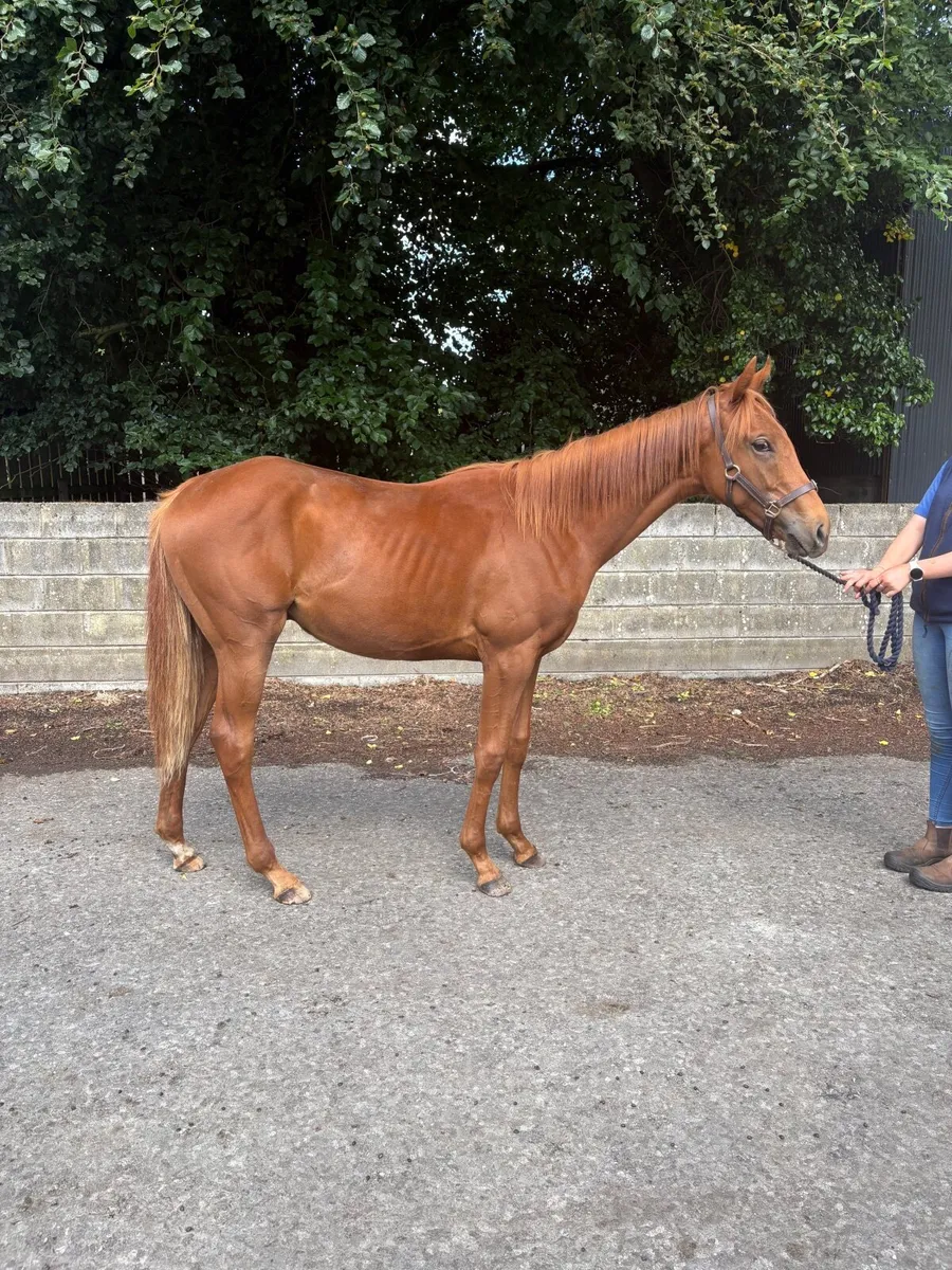 Yearling Colt TB - Image 3