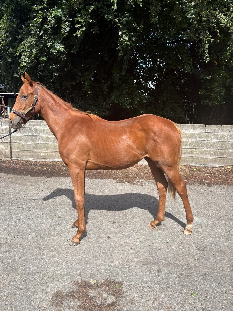 Yearling Colt TB - Image 4