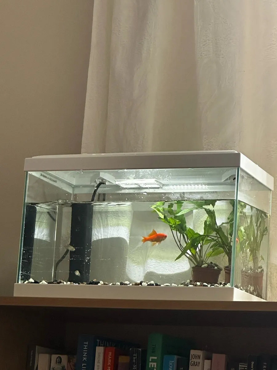 Fish tank with fish - Image 1