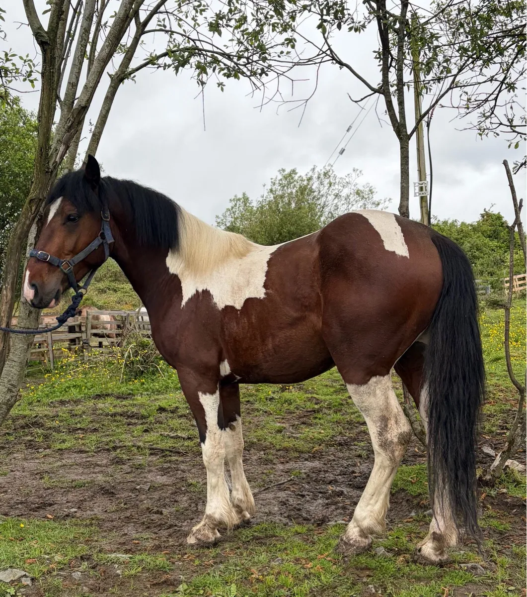 Cob Gelding - Image 1