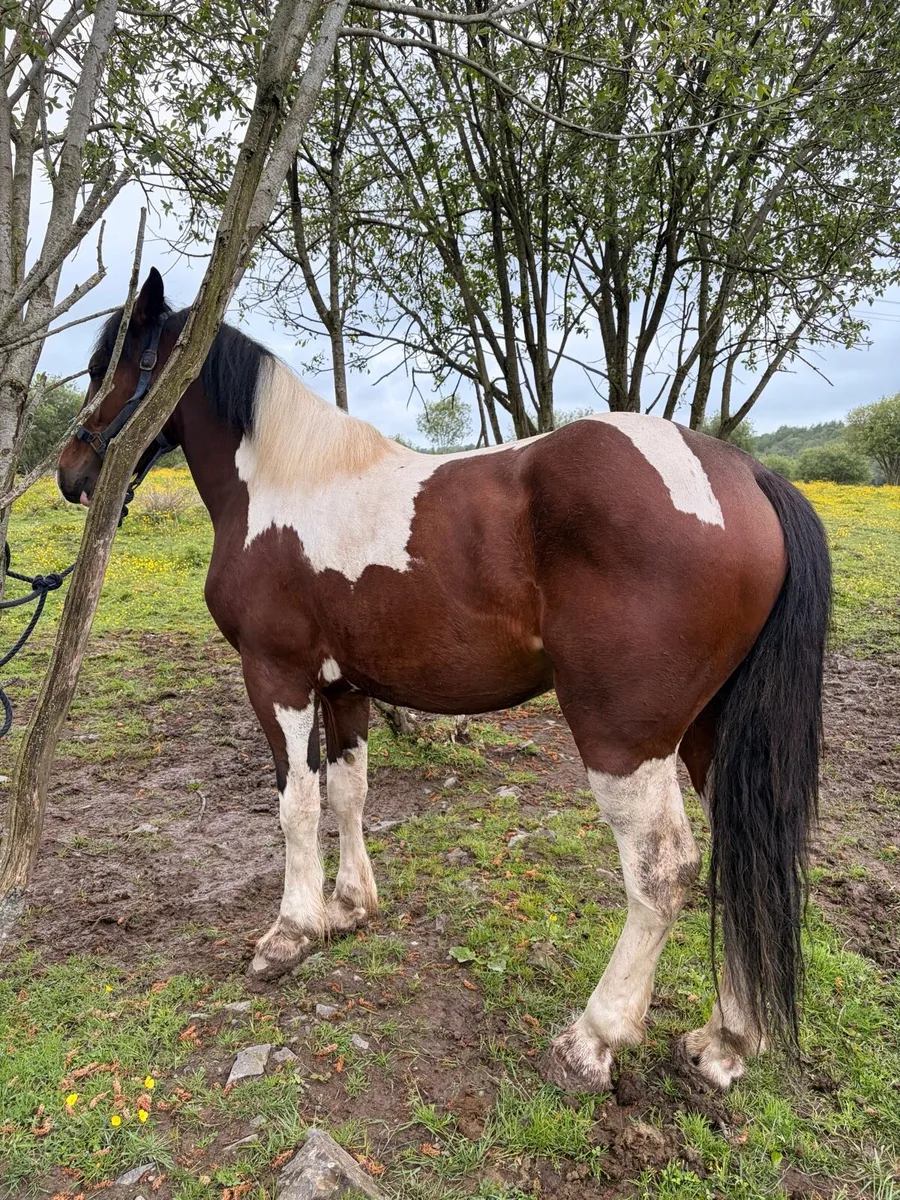Cob Gelding - Image 3