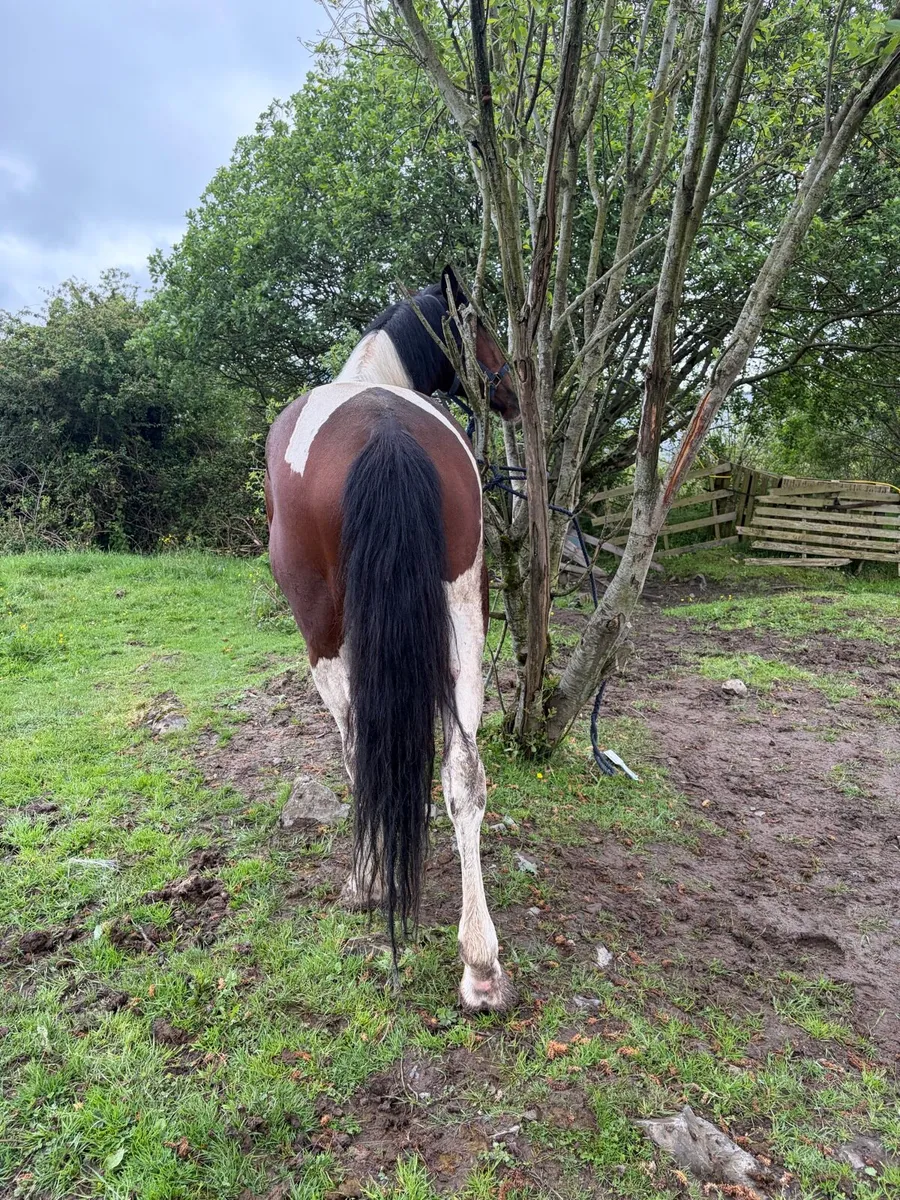 Cob Gelding - Image 2