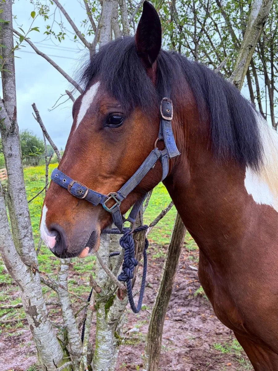 Cob Gelding - Image 4