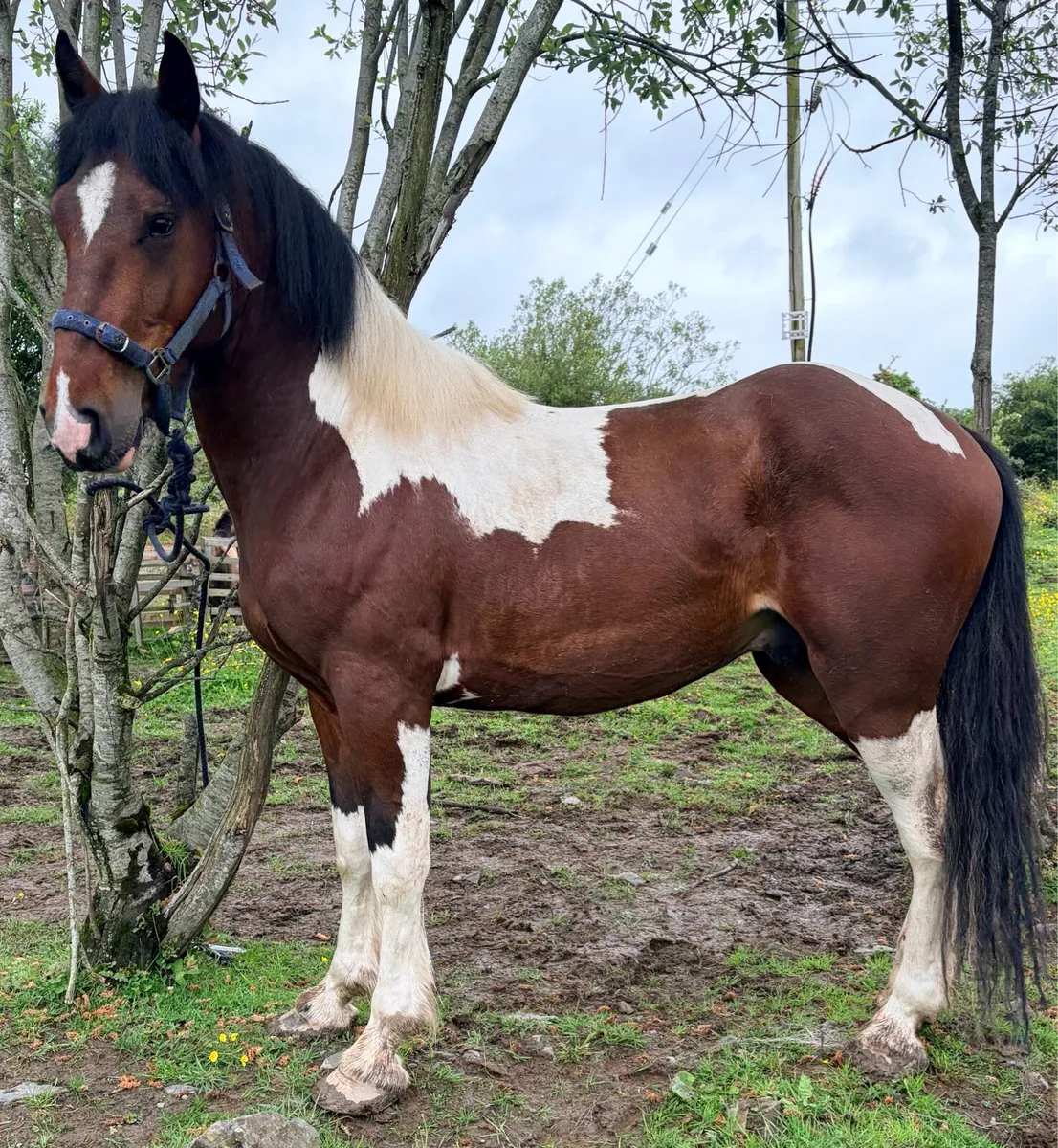 Cob Gelding - Image 1