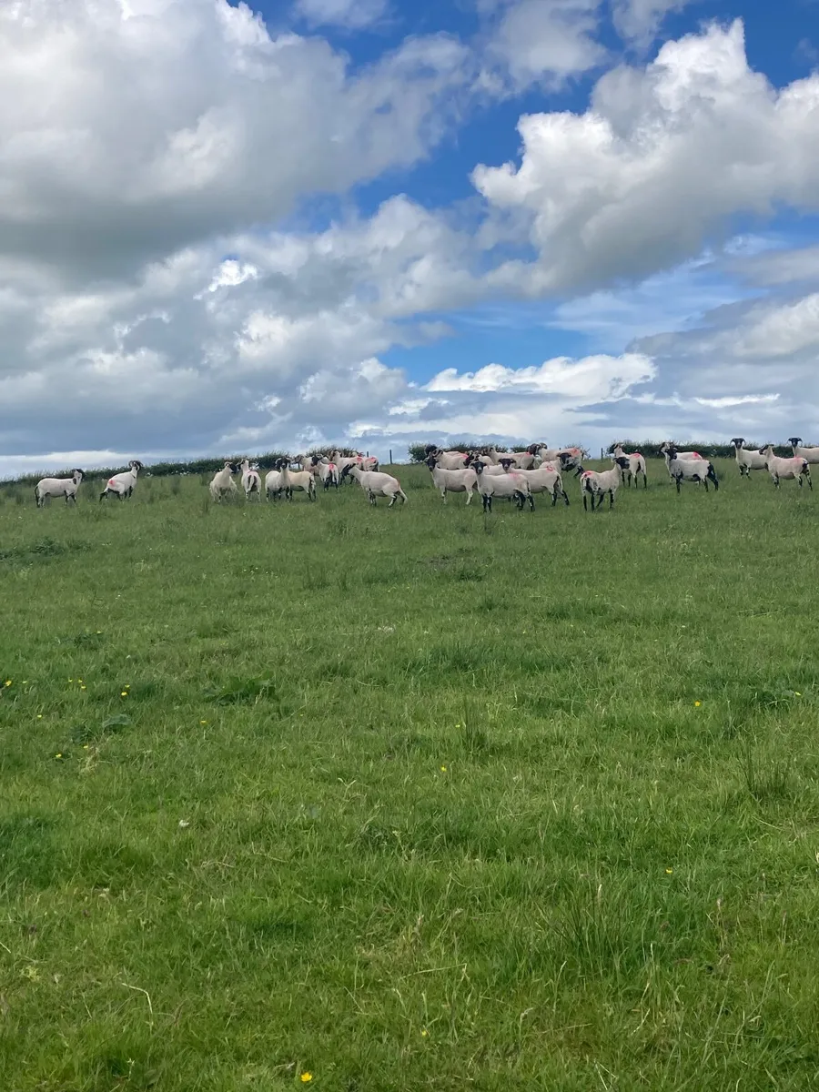 Lanark hoggets - Image 3